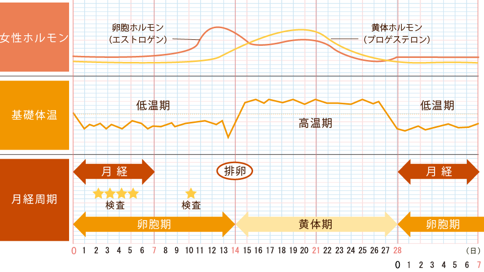 目 排卵 後 5 日 排卵日から着床までは何日？着床までの流れと症状